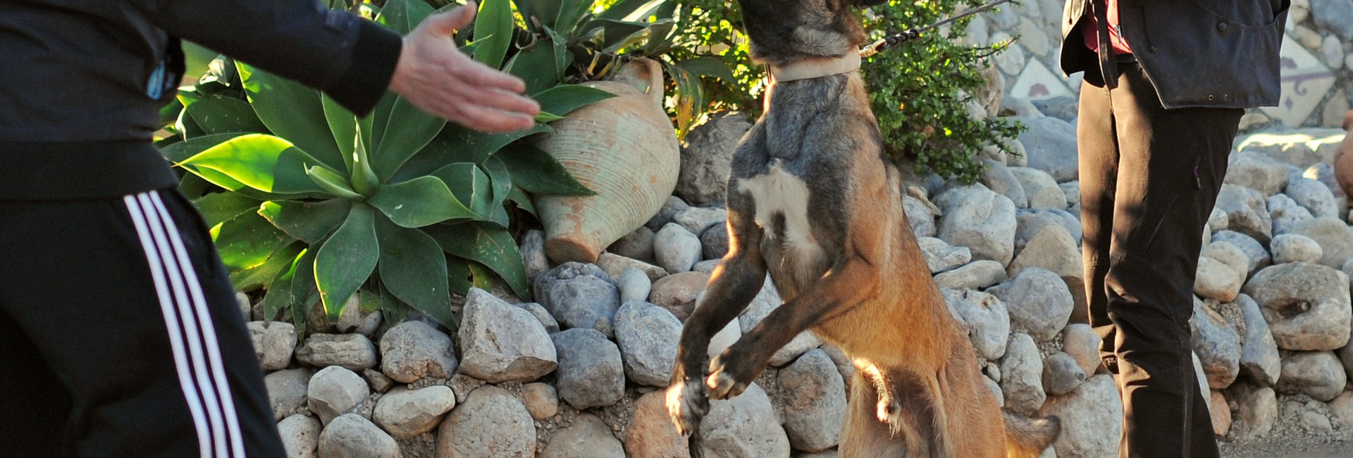 Adiestramiento Benicarló