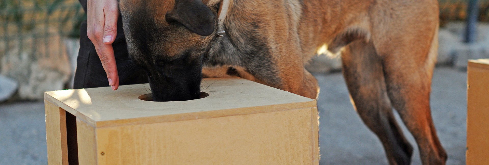 Adiestramiento Benicarló