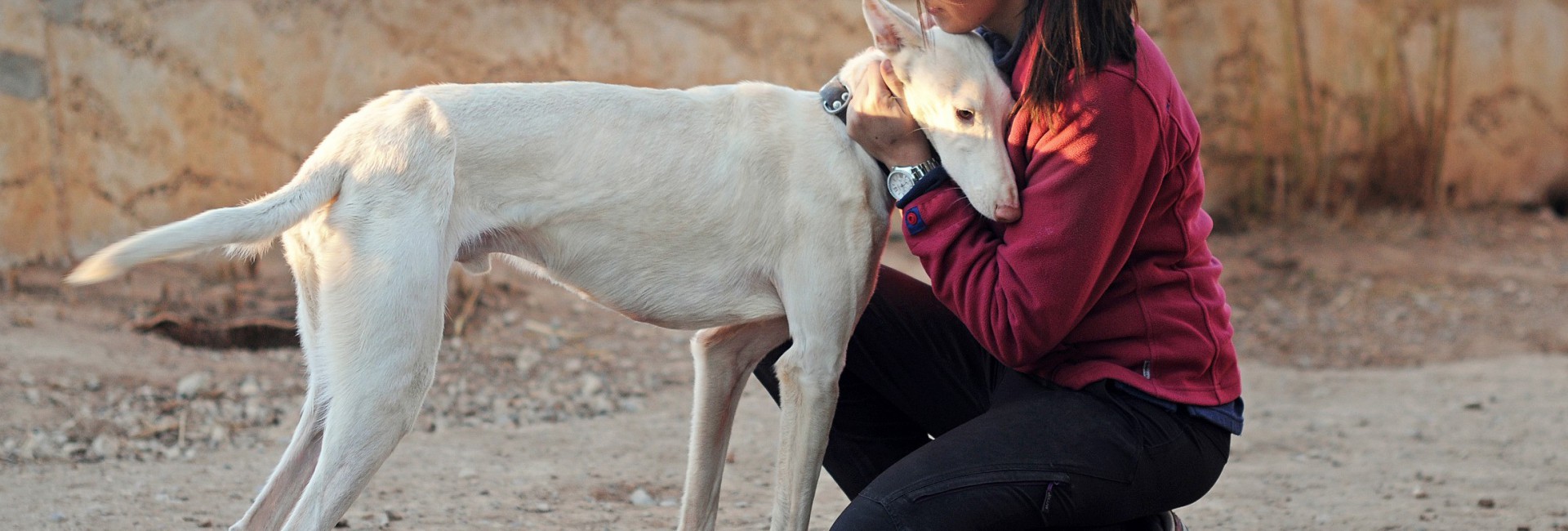 Adiestramiento Benicarló